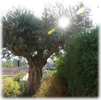 Lodge Nof Lagilboa