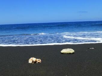 Le Dodo Sal�