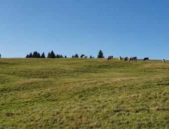 Hotel Roner Alm