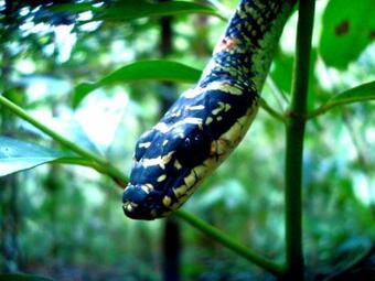 Hostal Rainforest River Bay