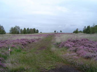 B&B De Buxushoeve