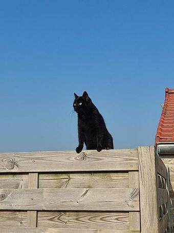 De Blinker