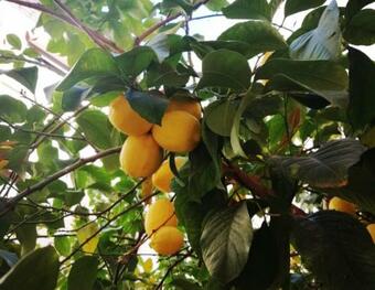 Apartamento El Limonar de La Ribera