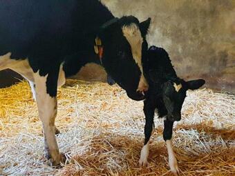 B&B Erve Iemhorst