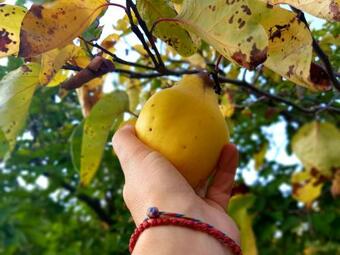 Ver fotos