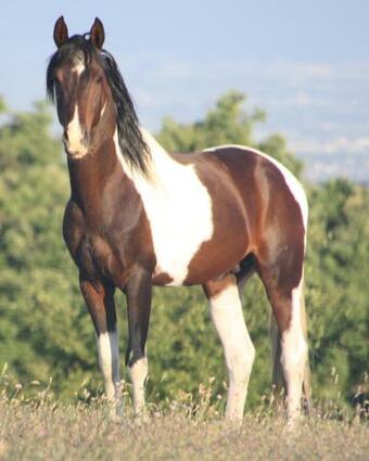 Haras Du Ch�ne