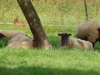 Bed & Breakfast Les Trois Pommiers