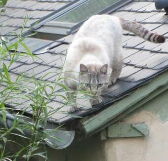 Les Maricotais G�te Le Cr�cerelle