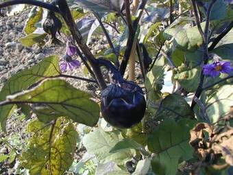 Hotel Logis Le Mas Et La Flambee Du Luberon