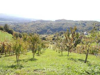 Vineyard Cottage Janko & Metka