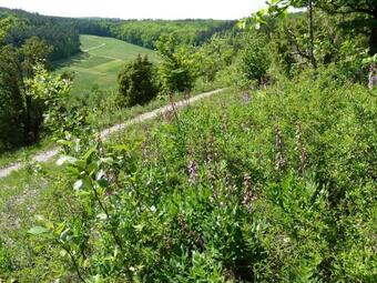 Apartamentos Villa K�nigheim