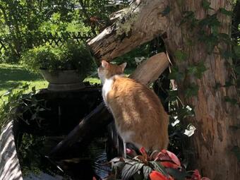 Ver fotos