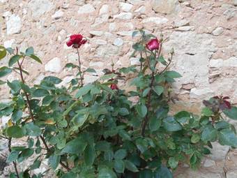 Bed & Breakfast Le Mas Des Baux