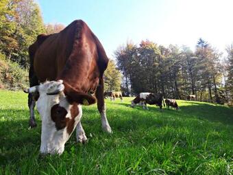 Apartamentos Kmetija Na ?endav?