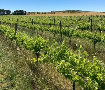 Agroturismo Belalie Wines