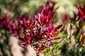 Agroturismo Oudewerfskloof Olive Farm