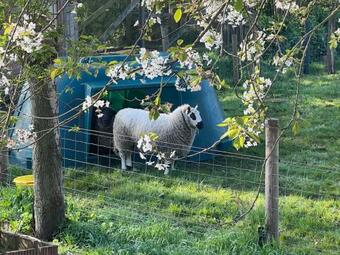Apartamento Hoeve Hooierzele, Vakantieboerderij Met Houthaard
