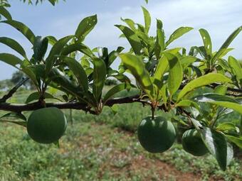 Agroturismo Passo Do Lobo - Turismo Rural