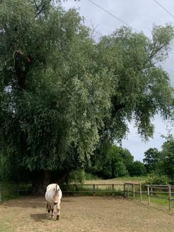 Apartamento Surrey Hills Barn Stays