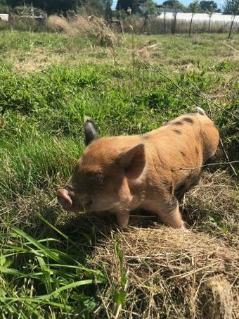 G�te La Petite Ferme Vivri�re