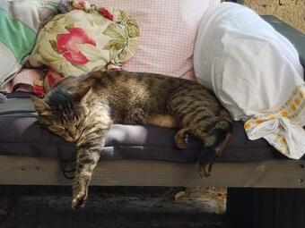 La Ferme De Clareau- Glamp'in Lodge Nature -tentes Safari- Chambres D'h�tes Sous La Toile