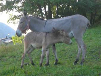 Agroturismo Agriturismo Lo Ratel�