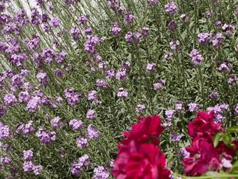 Posada Sierra Mountain Inn