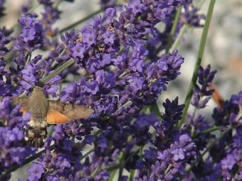 Bed & Breakfast L'ancien Presbyt�re