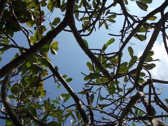 Sri Beach Bungalows And Villa