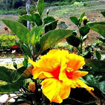 Las Orqu�deas Bed & Breakfast