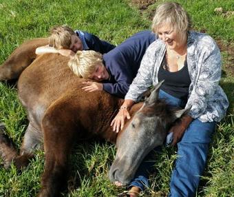 Agroturismo Outeniqua Moon Percheron Stud Farm