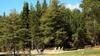 Caba�as Nicahue