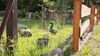 Pension Haus Wildbach