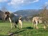 Villa ??astn� Kopec Vila ?. 56