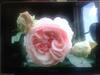 Apartamento La Villa Des Roses