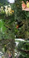 Morada P� Do Morro