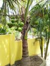 Casa Tamoatoa