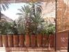 Riad Zitun
