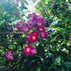 Bed & Breakfast L' Arancio In Fiore