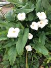 Bed & Breakfast L' Arancio In Fiore