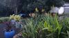 Bed & Breakfast Blues & Chutney Country