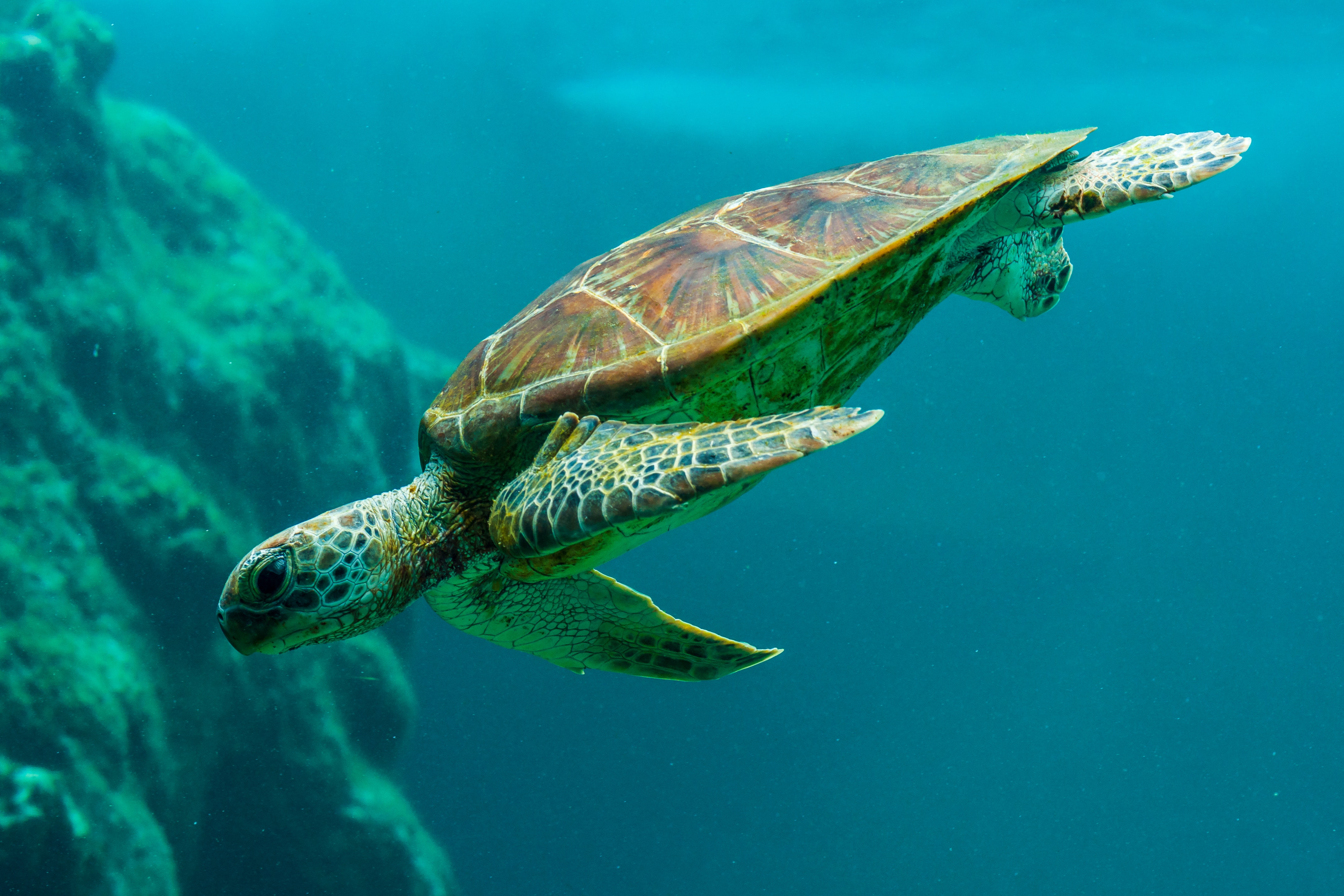 Скорость морской черепахи. Зеленая суповая черепаха. Зеленая (суповая морская черепаха). Зеленая морская черепаха ареал. Австралийская зелёная черепаха.