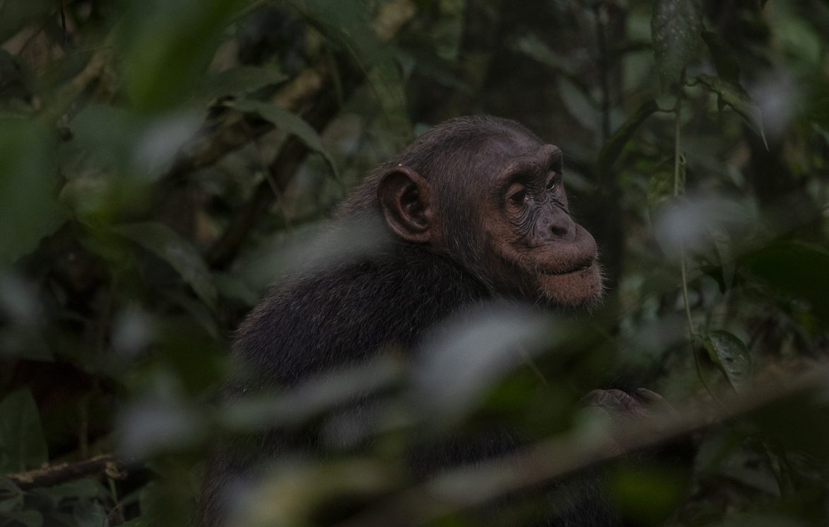 Chimpanze Uganda