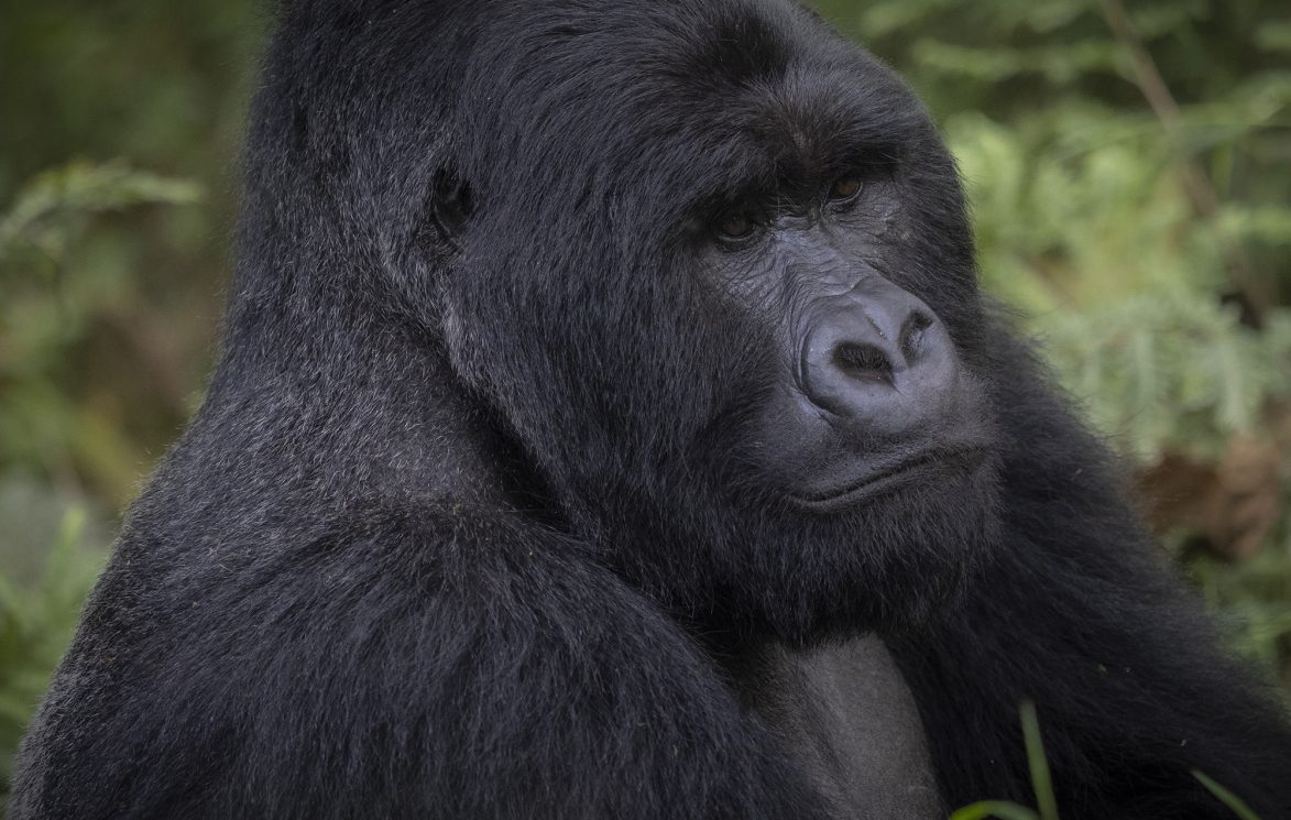 Gorila Uganda