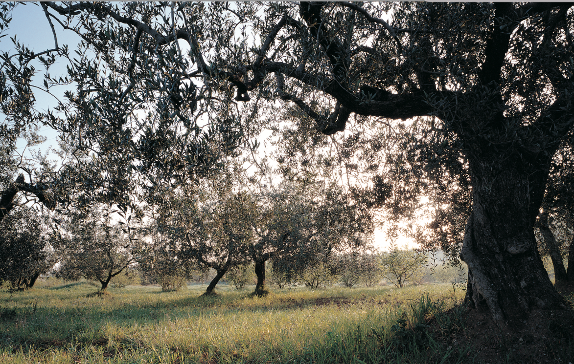 Campo de olivos en el Baix Camp, en la provincia de Tarragona (Costa Daurada)