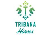 Actividades en Tribana Horses -Finca Can Messeguer