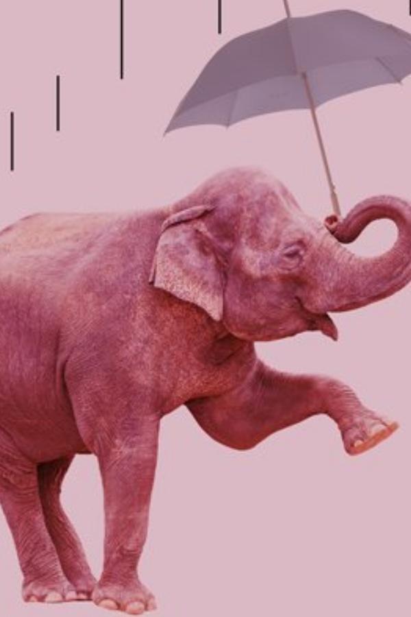 30 elefantes bajo un paraguas