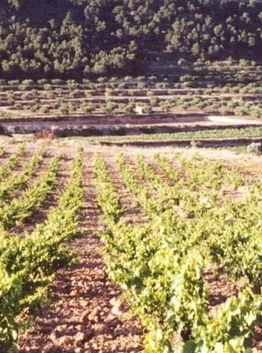 Visita Bodega y Cata de vinos en Celler Cal Menescal