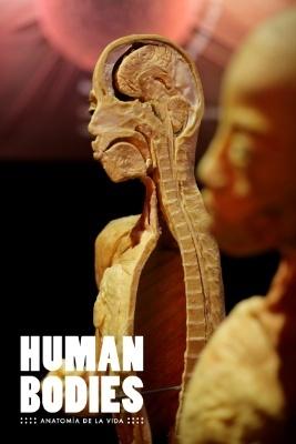 Human Bodies - The Exhibition